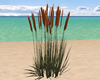 BEACH PLANTS 3