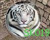 [SK019]Wht Tiger Cuddle