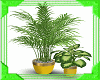 Pair of Pot Plants