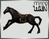 [H]Horse 🐴 Black*Ani