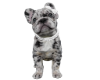 FLUFFY FRENCHIE 7