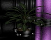(SZ)Dark Plant Large