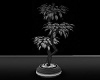 Love black plant