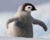 Pinguin Picture