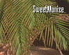 SM@Under the palm tree.
