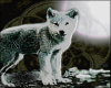 Broken Moon (wolf cub)