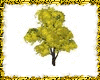 Mimosa tree
