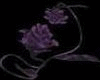 Rose Purple [s.b]