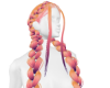 Sunset Braids