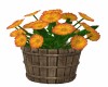 Orange Daisy Bucket