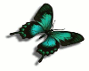 [ML]Butterflie