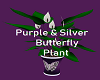 Butterfly Plant
