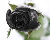 Black Rose Bud