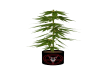 Pentagram Weed Plant
