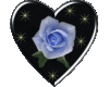 Blue Rose In Heart