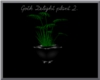 Goth Delight plant 2