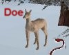 Devil~Doe(deer)