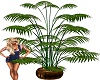Potted Fern Tree