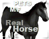 R|C Horse Black M/F