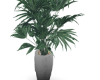 tall plant