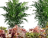 Palm and plants