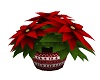 Christmas Red Poinsettia