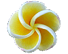 Spiral Flower