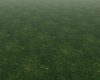 Misty Grass Field