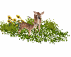 spring deer