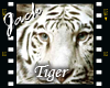 Tiger White 2