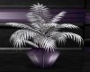 :YL:Silver purple plant