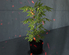 金 Marijuana Plants