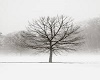 Winter Tree Trio 3