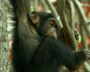 Animated Monkey Tree