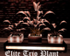 Elite Trio Plant