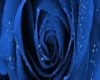 blue rose sticker