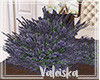 *VK*Lavender Plant