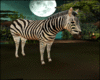 SaFaRi Zebra
