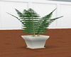 Potted Fern White Pot