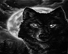 wolf pic