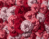 a bed of roses