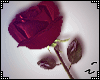 ♥ Valentine Rose