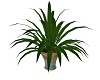 large potplant 2