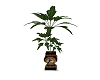 Native Potted Plant 3