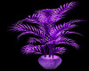 Jokers wild purple plant