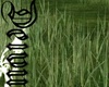 Grass