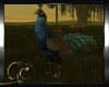 єɴ| Peacock Animated