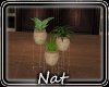 NT Eden Potted Plant