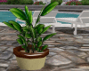 Potted Patio Plant