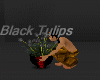 [bu]Black Tulips
